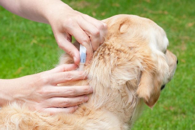 Heartworm medication outlet necessary