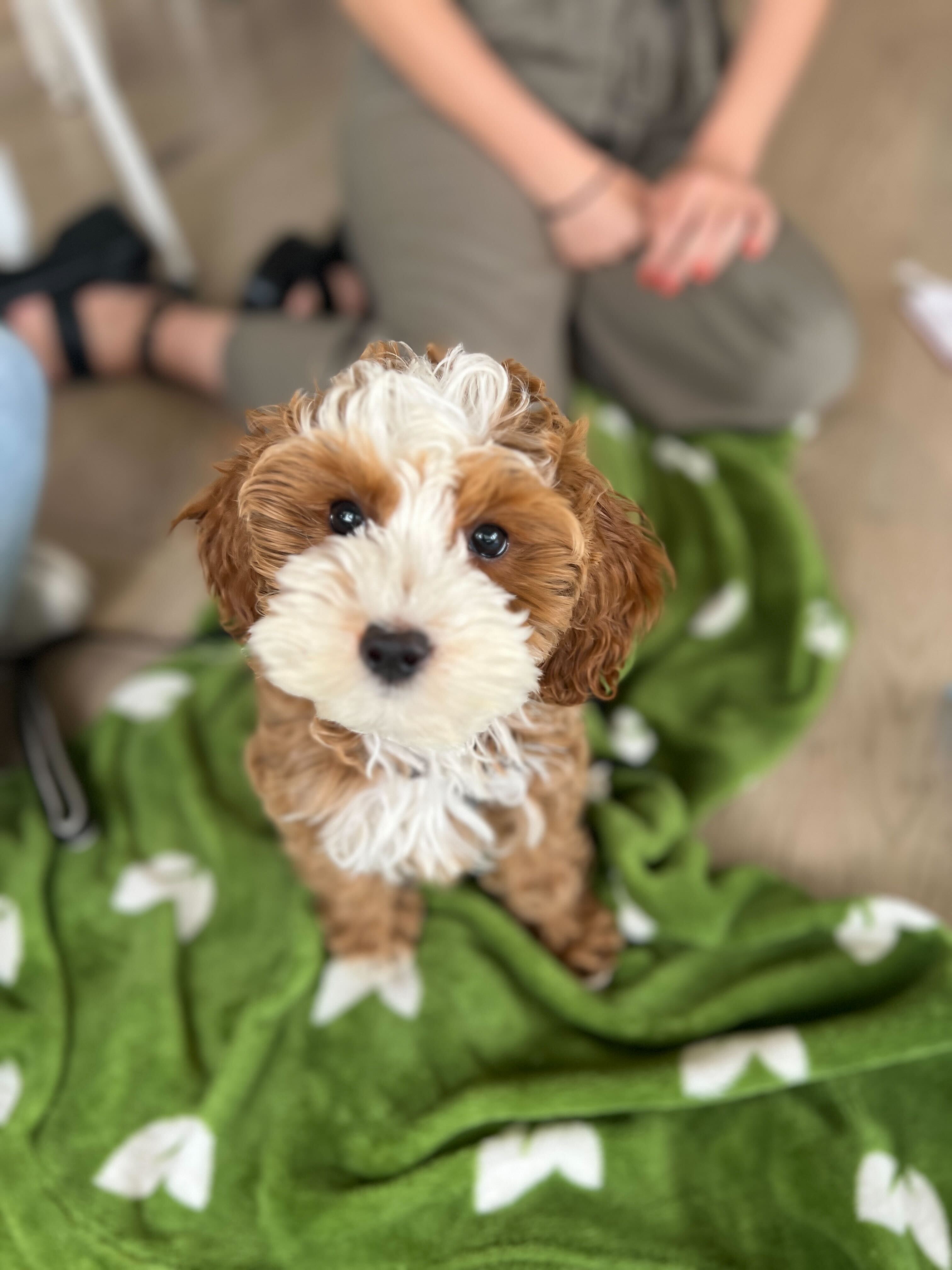 Puppy Potty Training Schedule