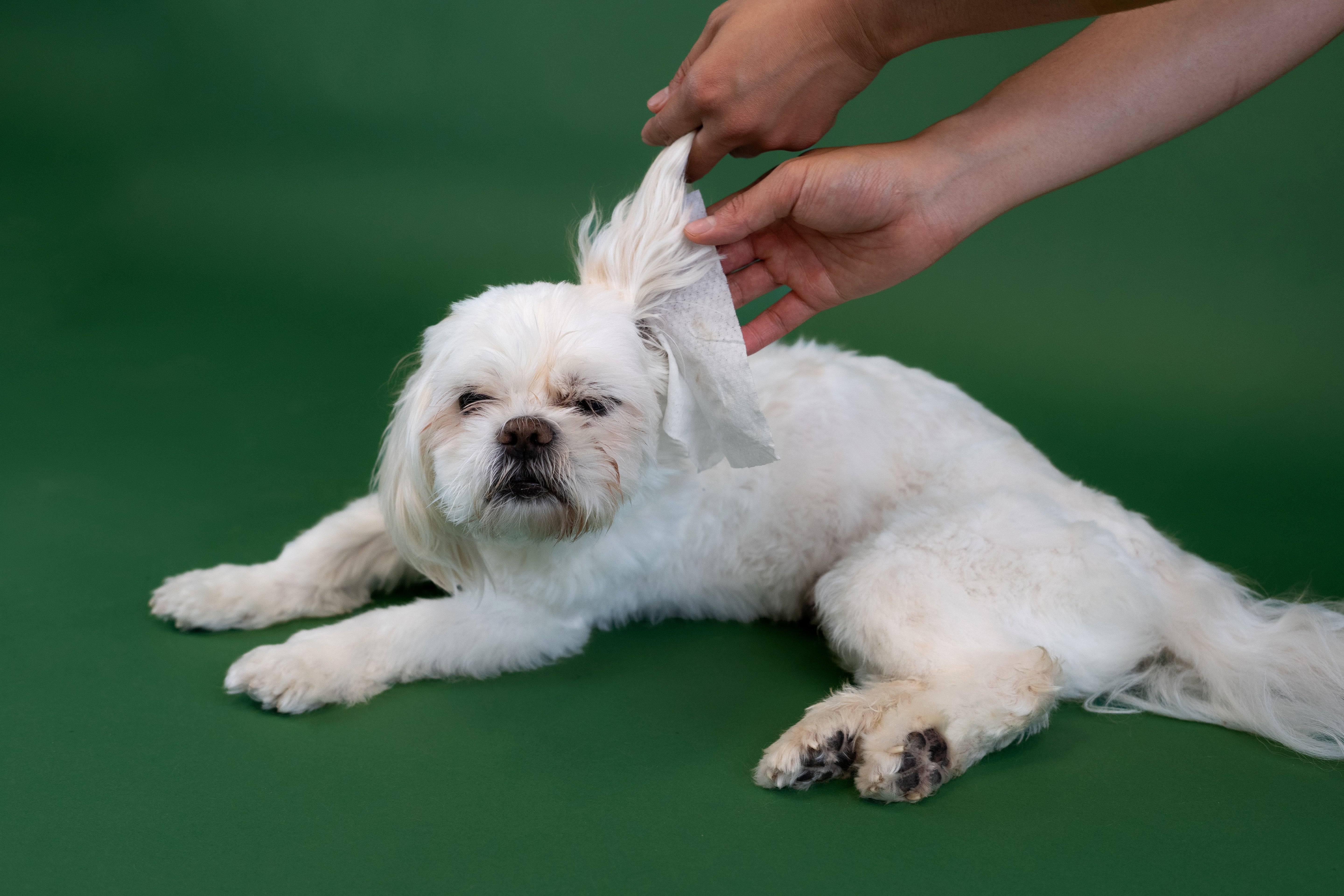 Shih Tzu Grooming Made Easy: Everything You Need to Know