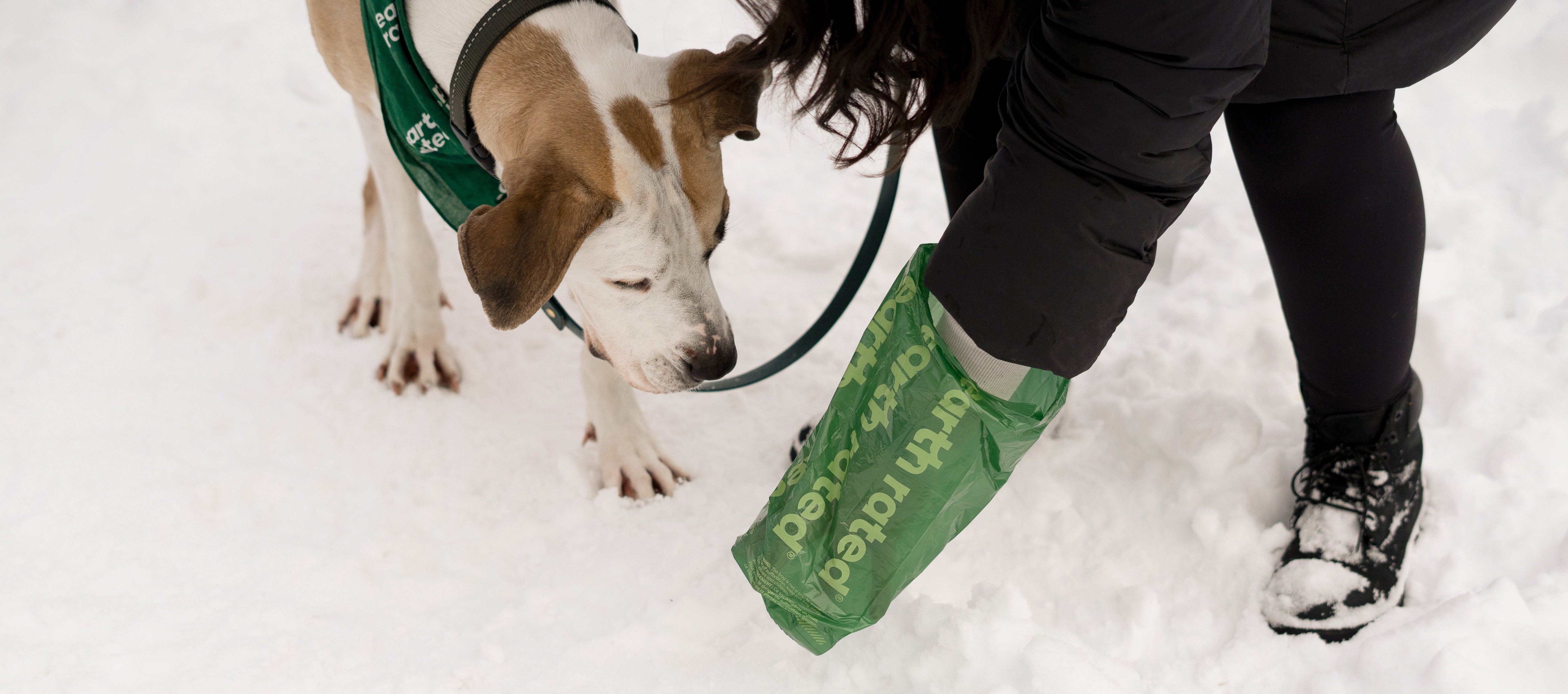 Dog Won’t Poop in Snow? How to Get Your Dog to Poop in Cold Weather