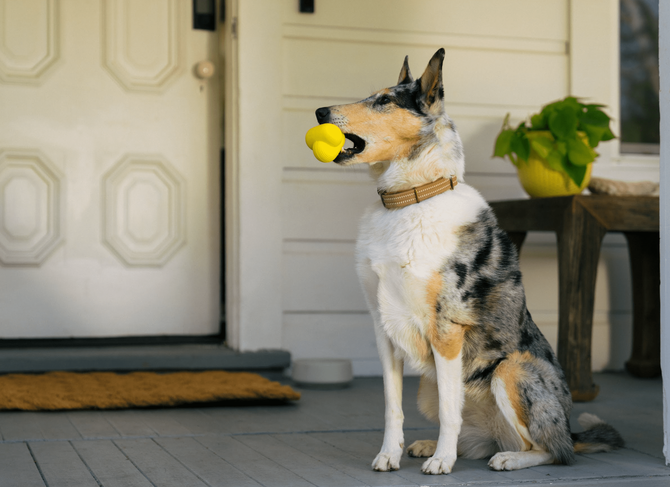 10 DIY Dog Toys You Can Make at Home