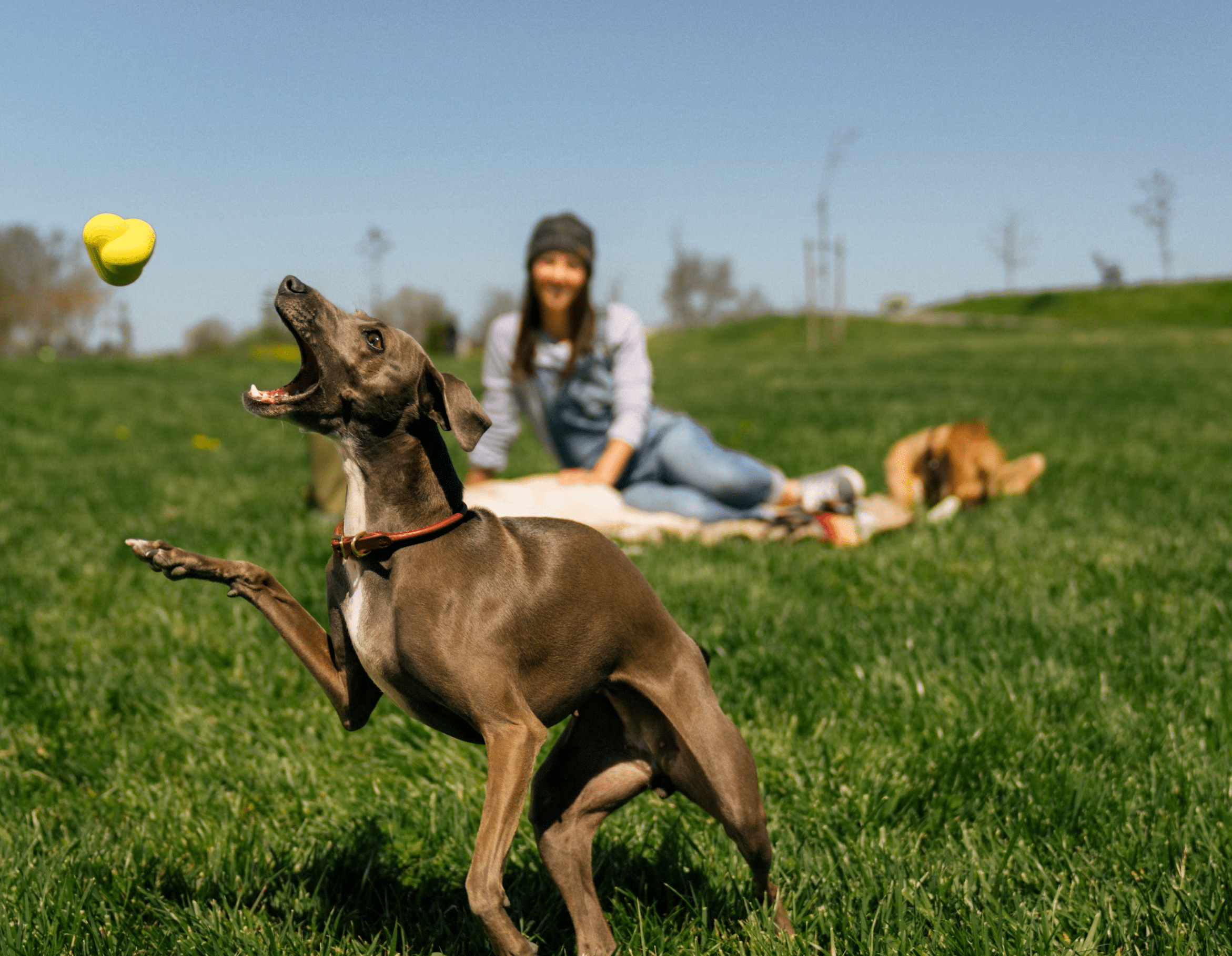 How to Teach Your Dog to Play Fetch