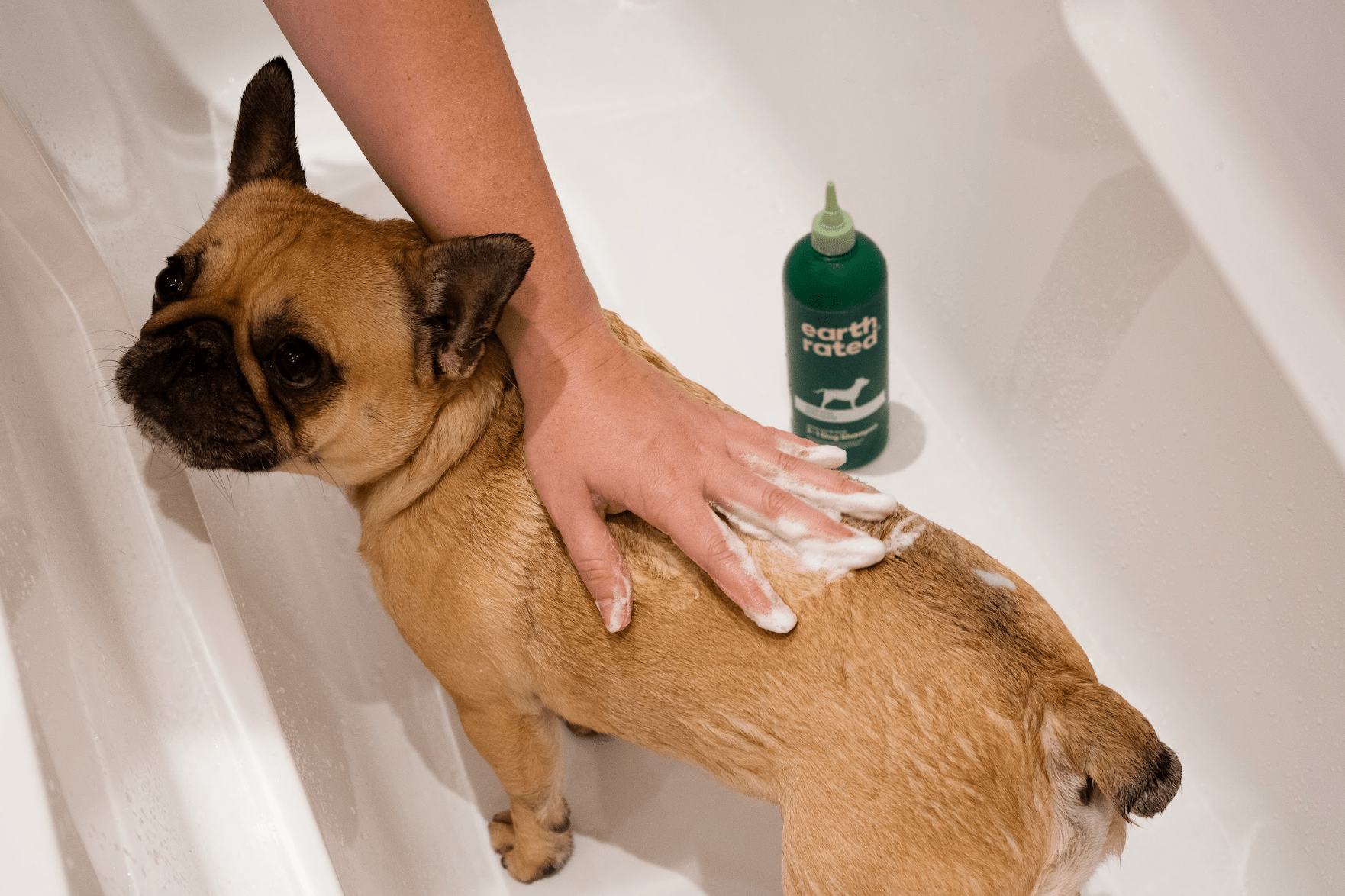 What Shampoo Can You Use on Dogs? Tips for Safe Dog Care