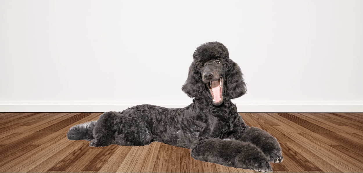 Dog Shedding in Winter: Why It Happens and How to Manage It